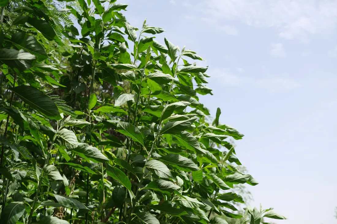 Leafy canopy against a bright Casamance sky