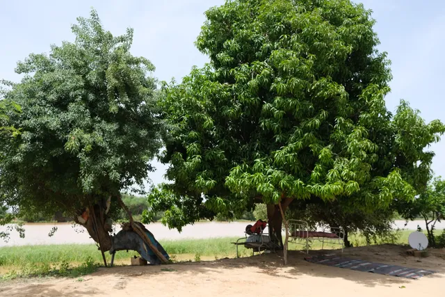 Shade trees on the land