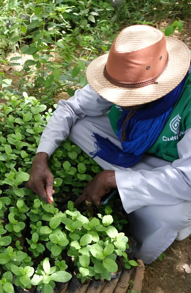 Tending young seedlings in the nursery